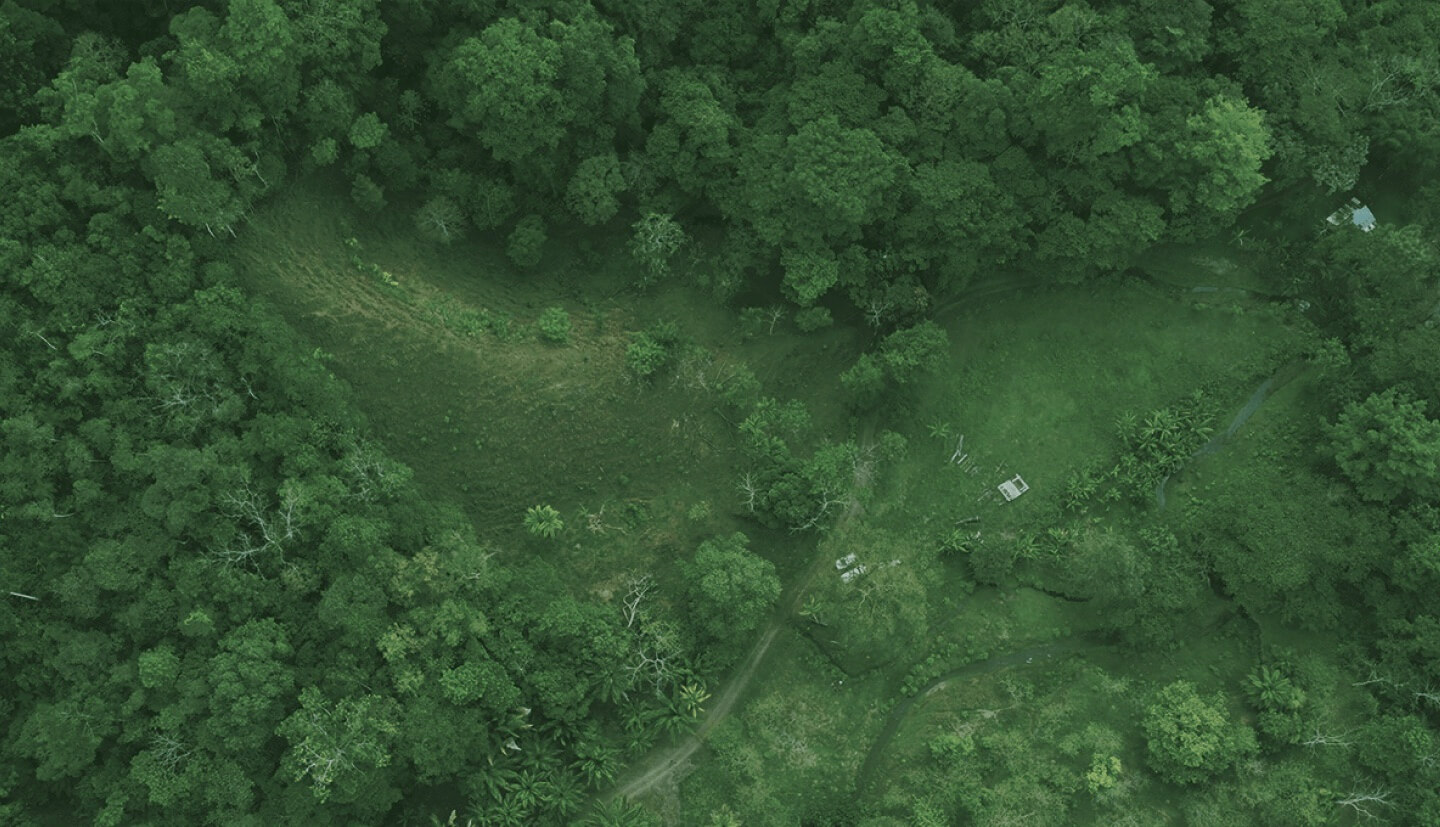 background image representing forest from the sky